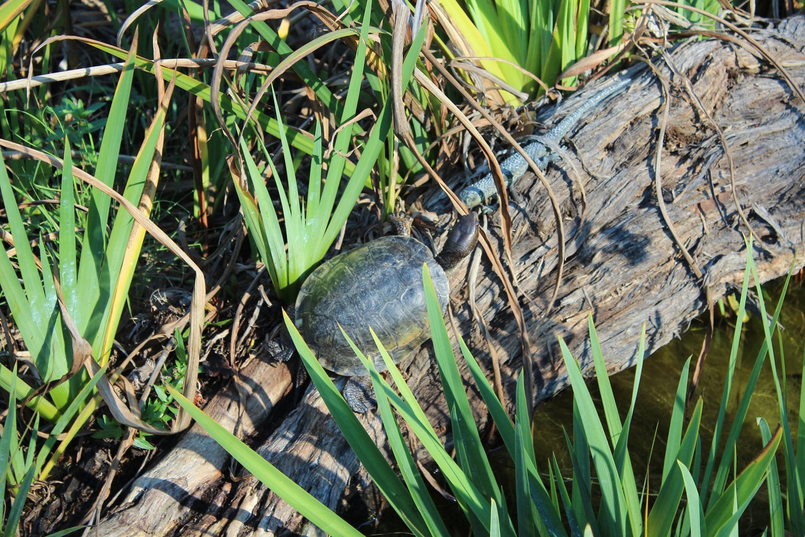 San Diego Zoo Part II 038